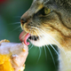 Cat licking ice cream cone